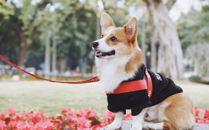 从满地狼藉到月入过万：一位宝妈和她的拆家柯基多客网创-网创项目资源站-副业项目-创业项目-搞钱项目多客网创