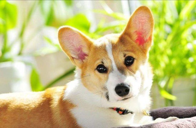 图片[3]多客网创-网创项目资源站-副业项目-创业项目-搞钱项目从满地狼藉到月入过万：一位宝妈和她的拆家柯基多客网创-网创项目资源站-副业项目-创业项目-搞钱项目多客网创